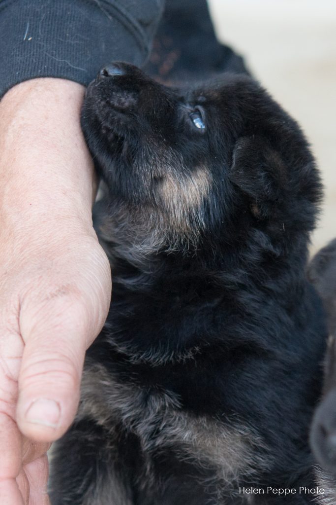 Dogs/Puppies For Sale Timber Ridge Farm