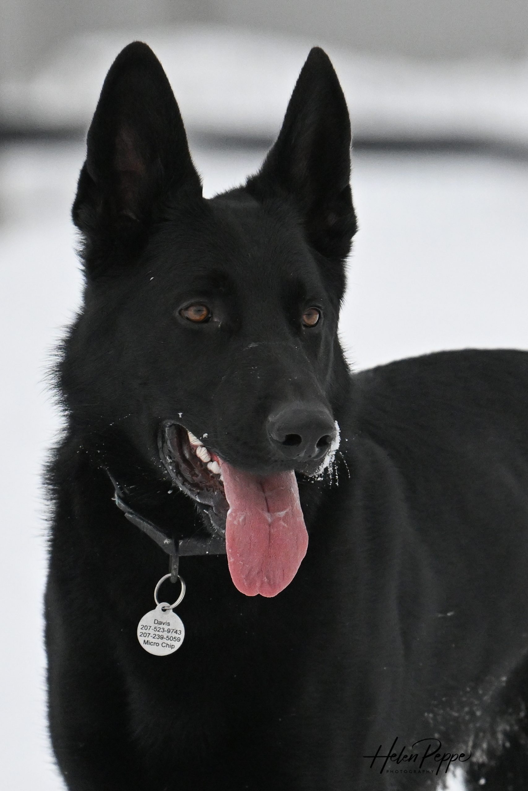 Dogs/Puppies For Sale Timber Ridge Farm